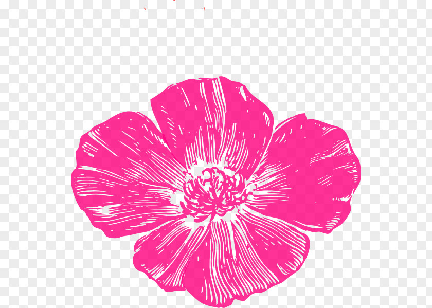 Anzac Poppy California Clip Art Common PNG