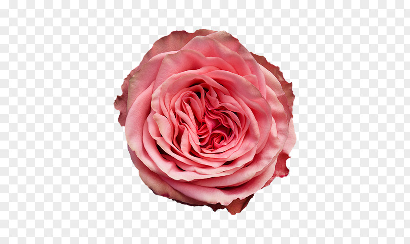 Appricot Garden Roses Cabbage Rose Floribunda Wild Love Cut Flowers PNG