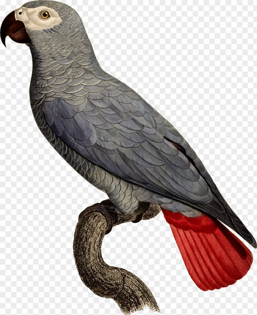 Bird Grey Parrot Illustration Clip Art Parrots PNG