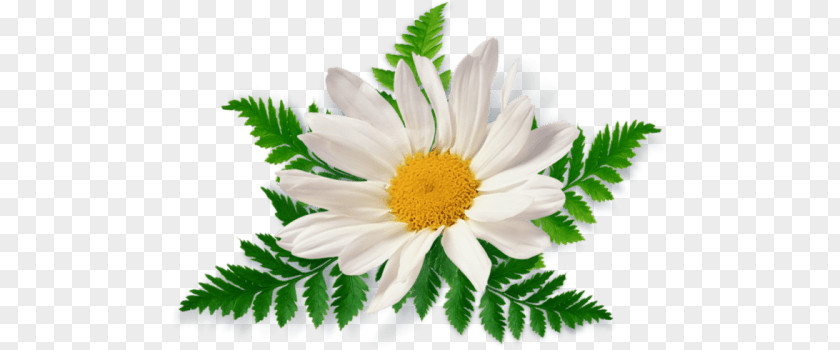Camomile Leaves Close Up PNG Up, white daisy flower clipart PNG
