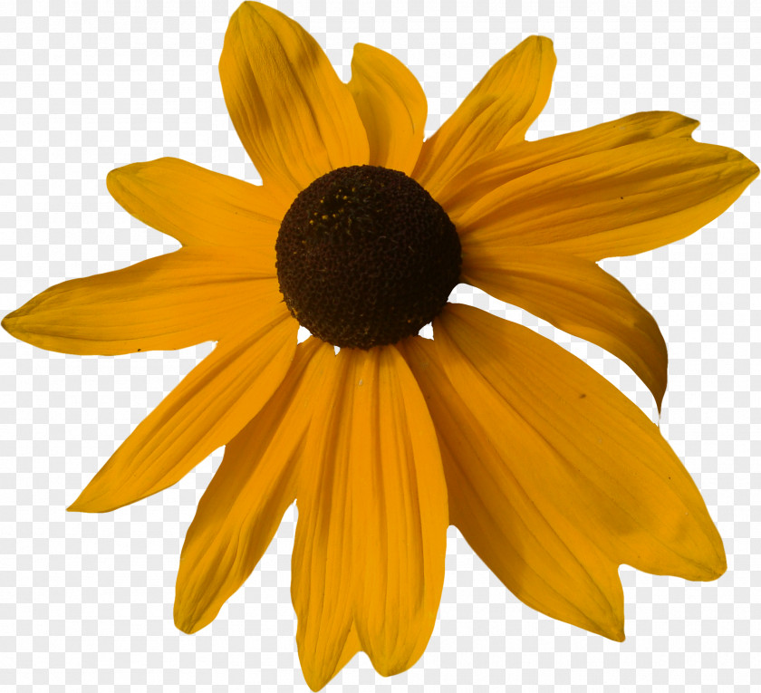 Chrysanthemum Yellow Gratis PNG