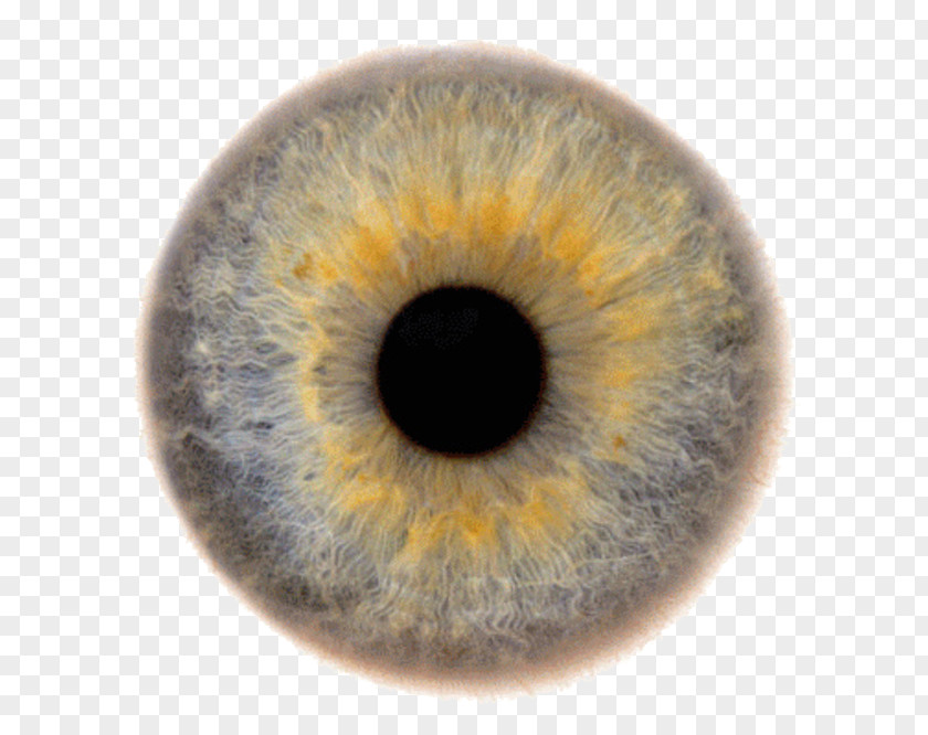 Eye Iris Color Human PNG