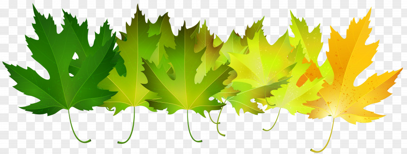 Green Autumn Leaves Transparent Clip Art Image Leaf Color PNG