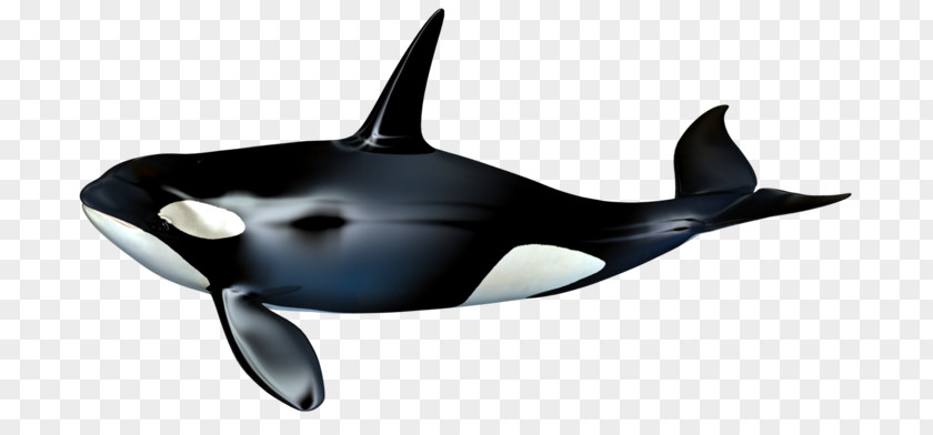Killer Whale The Cetacea PNG