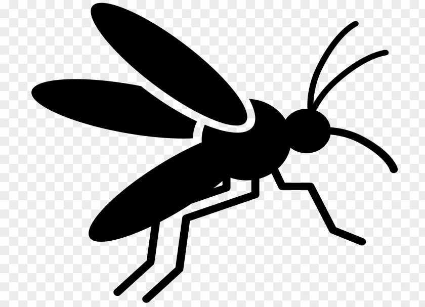 Mosquito-borne Disease Insect Vector PNG