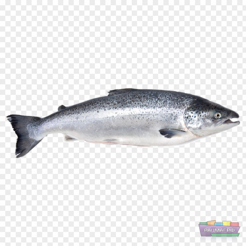 SALMON Iridescent Shark Fish Atlantic Salmon Basa PNG