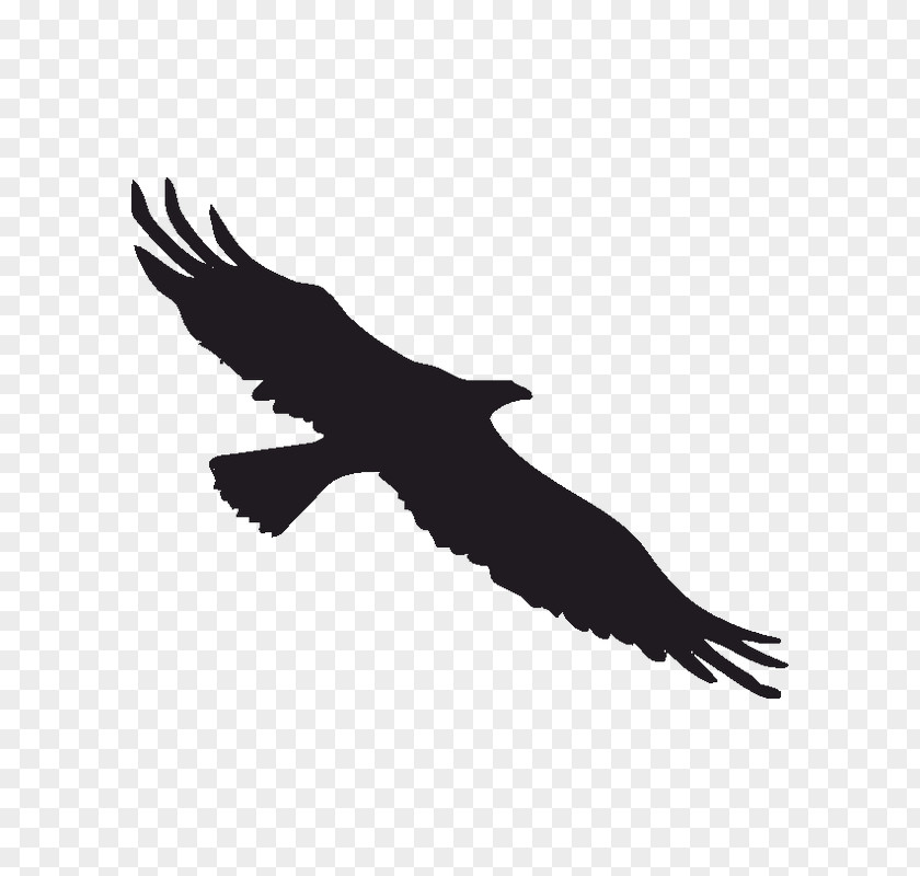 Bird Bald Eagle Decal Sticker Window PNG