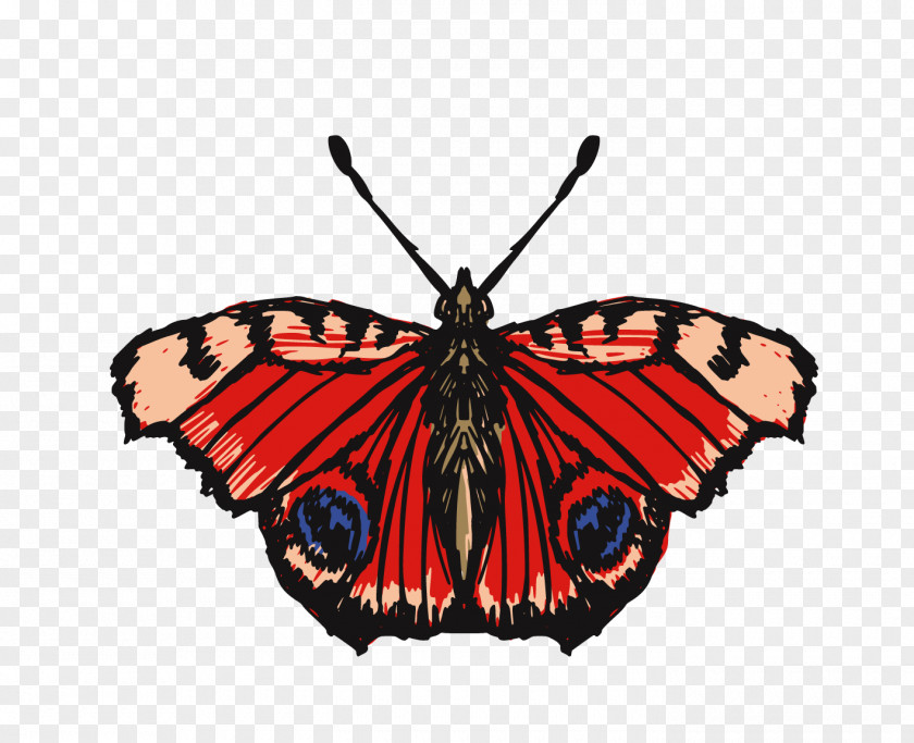 Butterfly Insect Drawing Illustration PNG