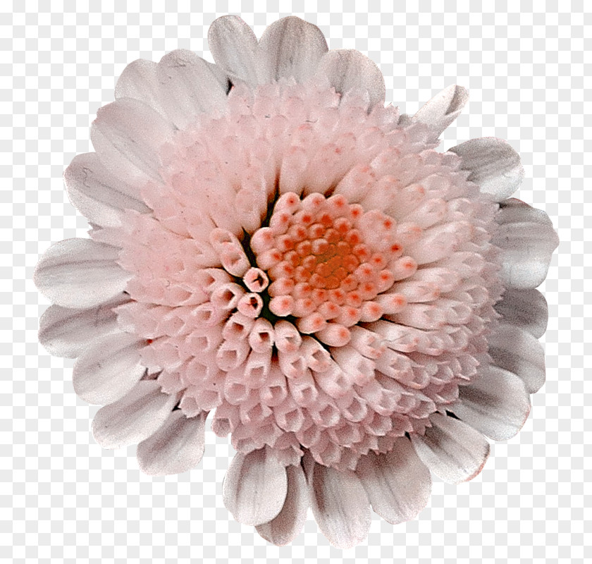 Chrysanthemum Kiçik Şeylər Transvaal Daisy Short Story Cut Flowers PNG