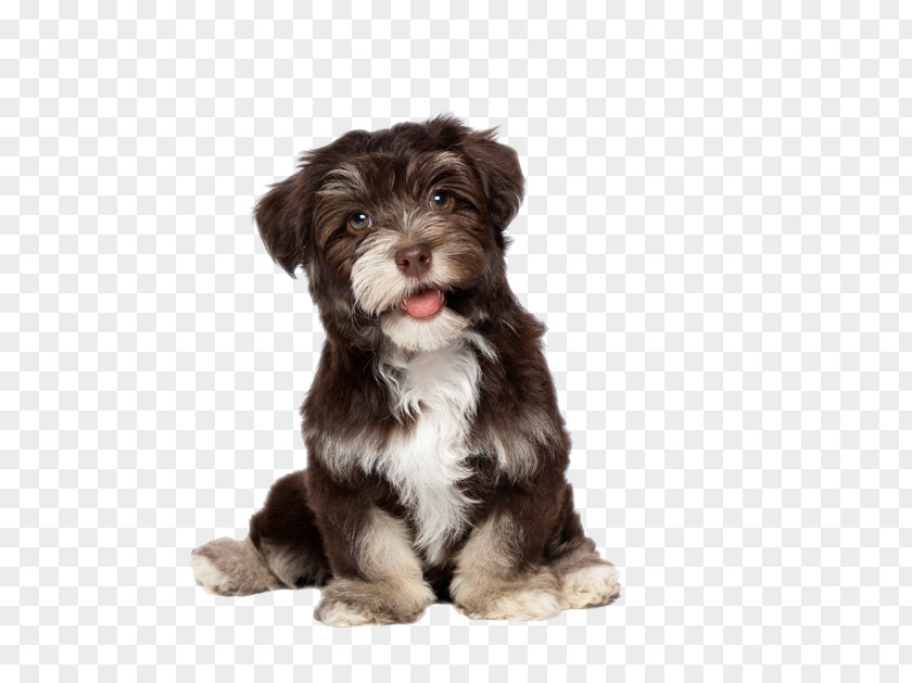 Cute Dog Havanese Bichon Frise Yorkshire Terrier Puppy Cat PNG