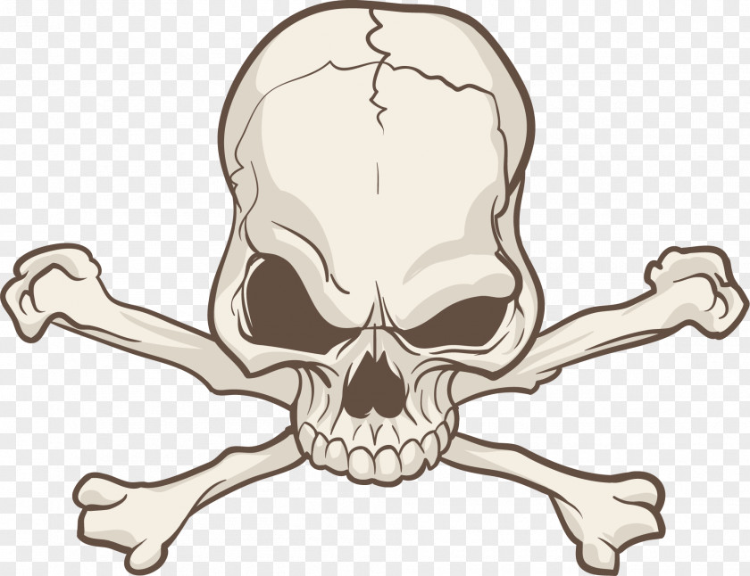 Skulls Skull Bone PNG