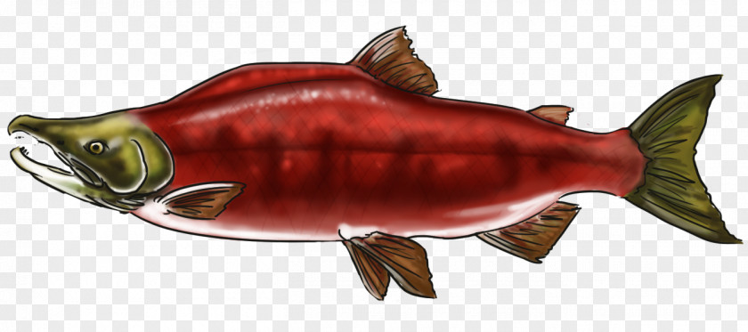 Fish Coho Salmon Products Oily 09777 PNG