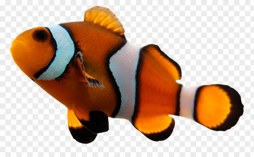 Fish Ornamental Aquarium Pomacentridae Water PNG