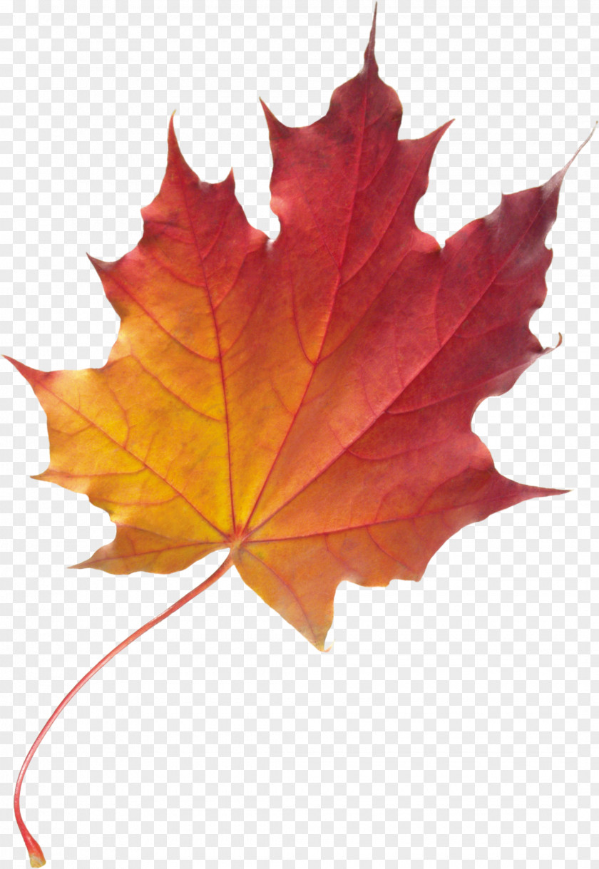 Foliage Maple Leaf Autumn Color PNG