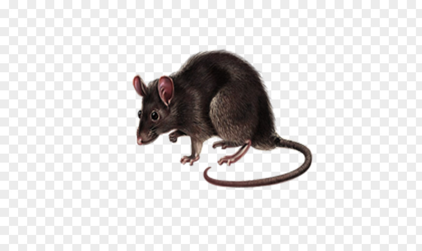 Mouse Dormouse Rat Gerbil Computer PNG