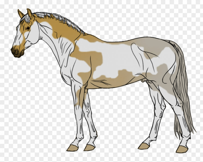 Mustang Mule Foal Stallion Mare Colt PNG