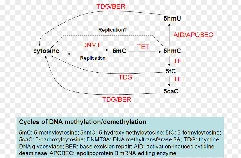 Tet Methylcytosine Dioxygenase 2 1 DNA Demethylation 5-Methylcytosine PNG