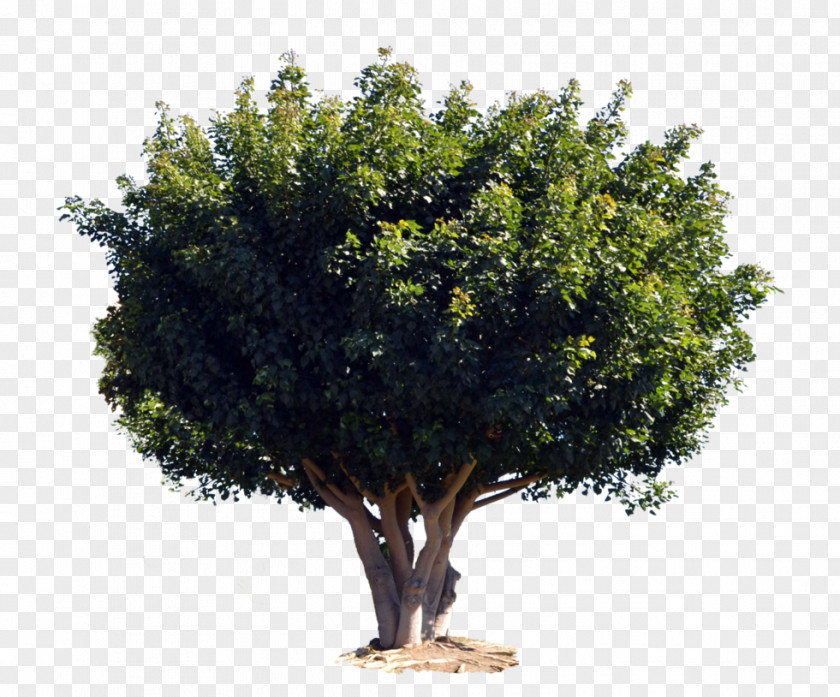 Tree Branch Shrub Evergreen Barringtonia Asiatica PNG