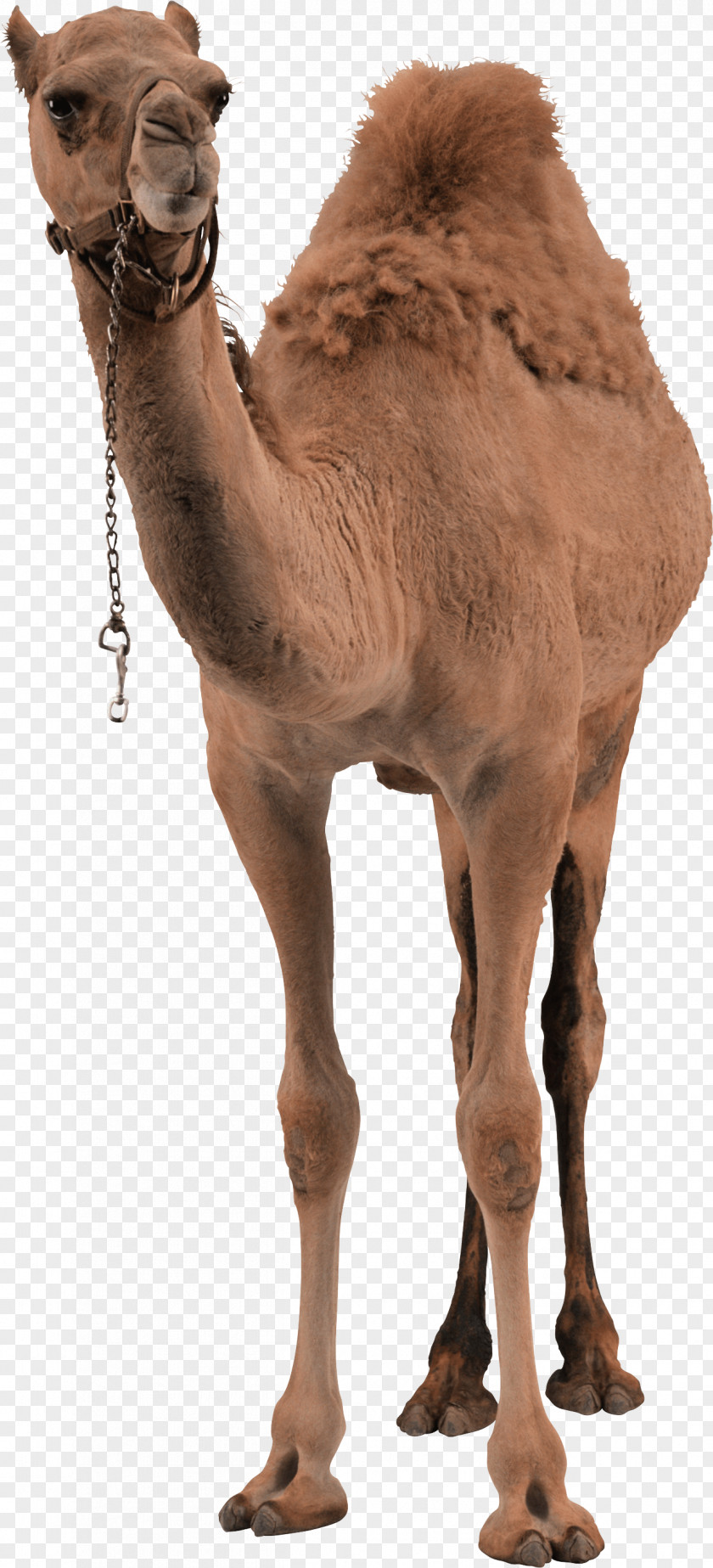Camel Image Bactrian Dromedary PNG
