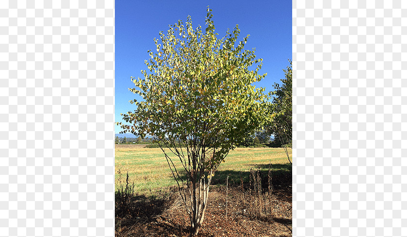 Deciduous Specimens Oak Tree Maple Willow Shrub PNG