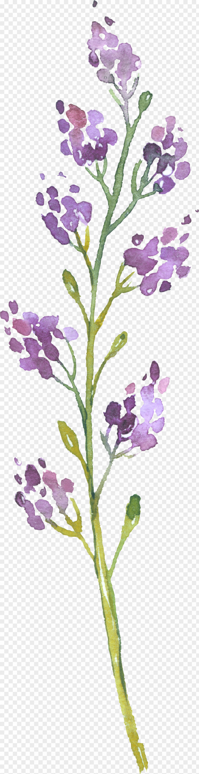 Leaf English Lavender Photography Plant Stem PNG