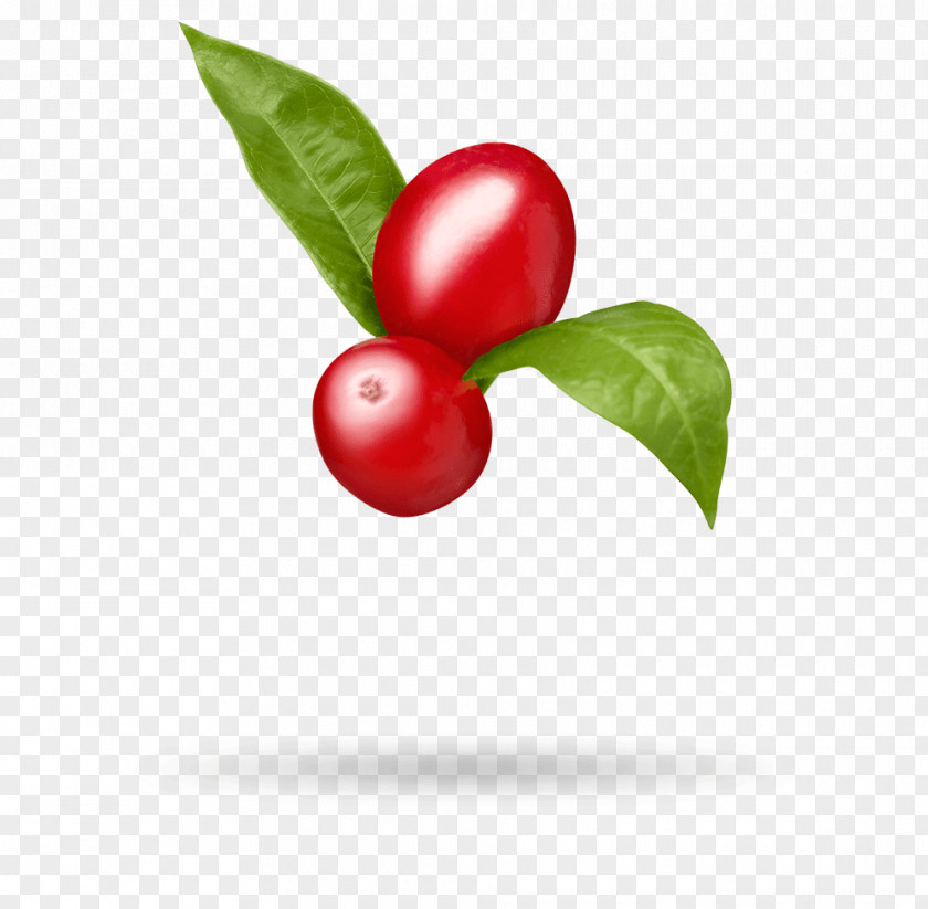 Oil Barbados Cherry Lingonberry Cranberry Goji Matrimony Vine PNG