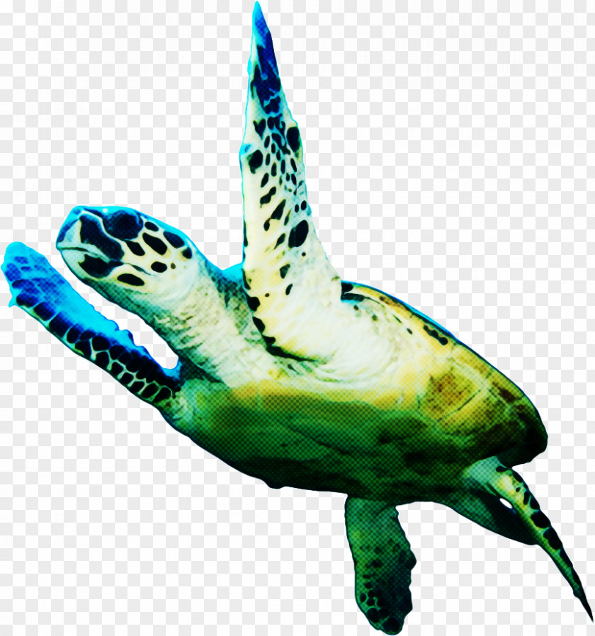 Olive Ridley Sea Turtle Reptile Background PNG