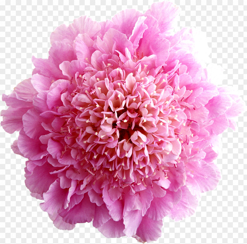 Peony Cut Flowers Drawing Floral Design Clip Art PNG