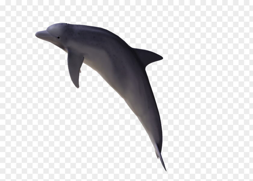 Delfines Common Bottlenose Dolphin Wholphin Tucuxi PhotoScape PNG