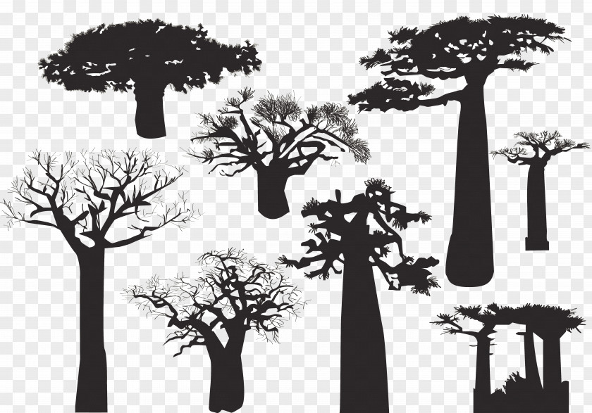 Desert Dead Tree Species Baobab Silhouette PNG
