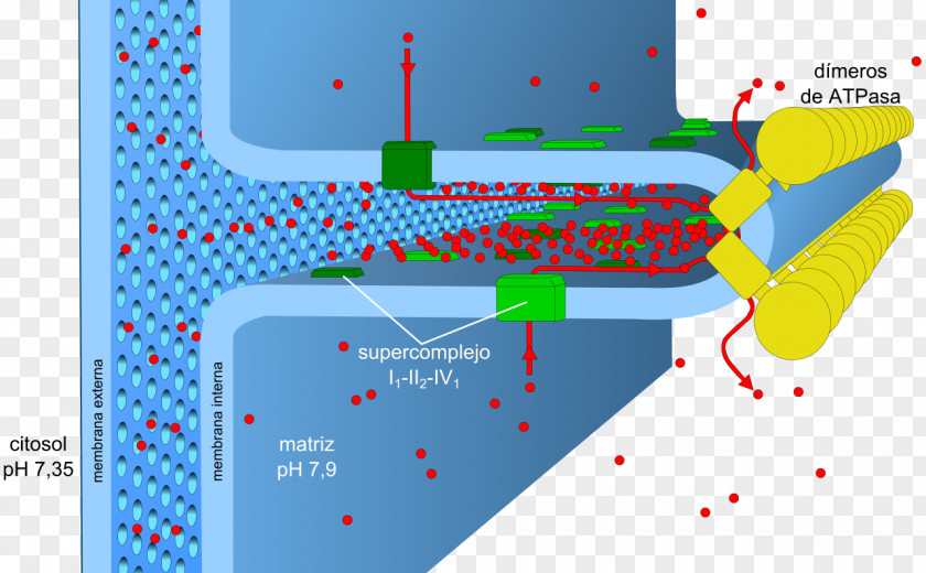 Energy Oxidative Phosphorylation Adenosine Triphosphate Metabolism ATP Synthase PNG