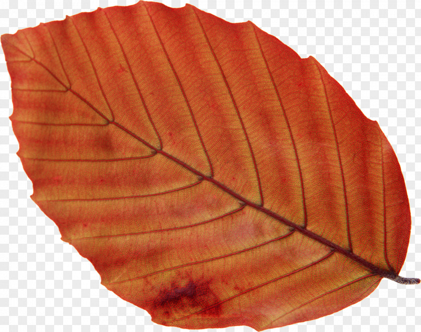 Leaf Photography Tree PNG