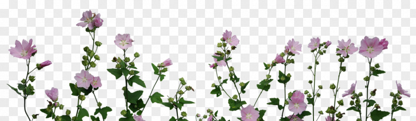 Plant Flower Garden Roses Centifolia PNG