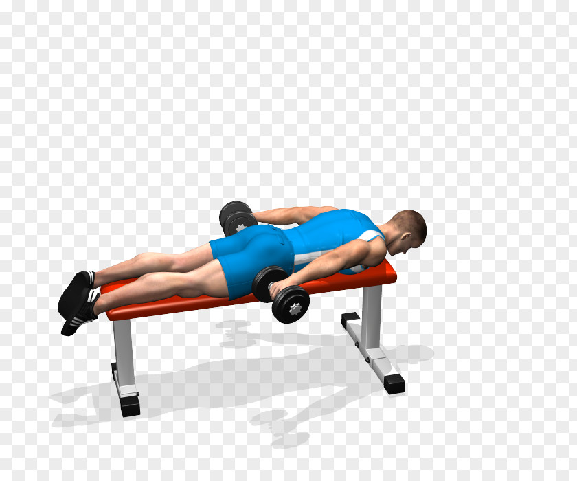 Barbell Shoulder Bench Physical Fitness Dumbbell PNG