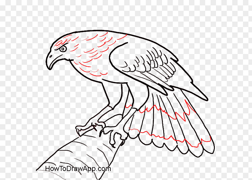 Bird Bald Eagle Drawing PNG
