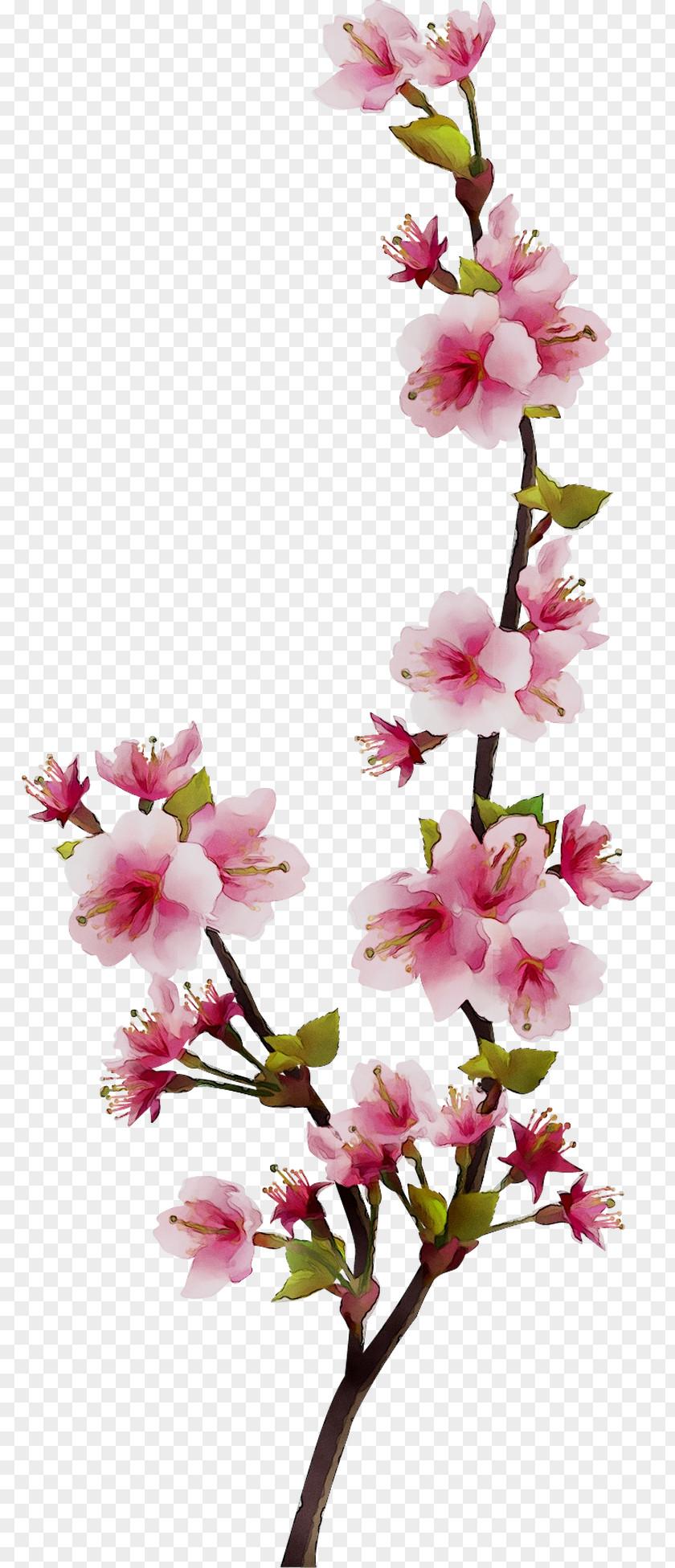 Floral Design Cut Flowers Cherry Blossom ST.AU.150 MIN.V.UNC.NR AD PNG