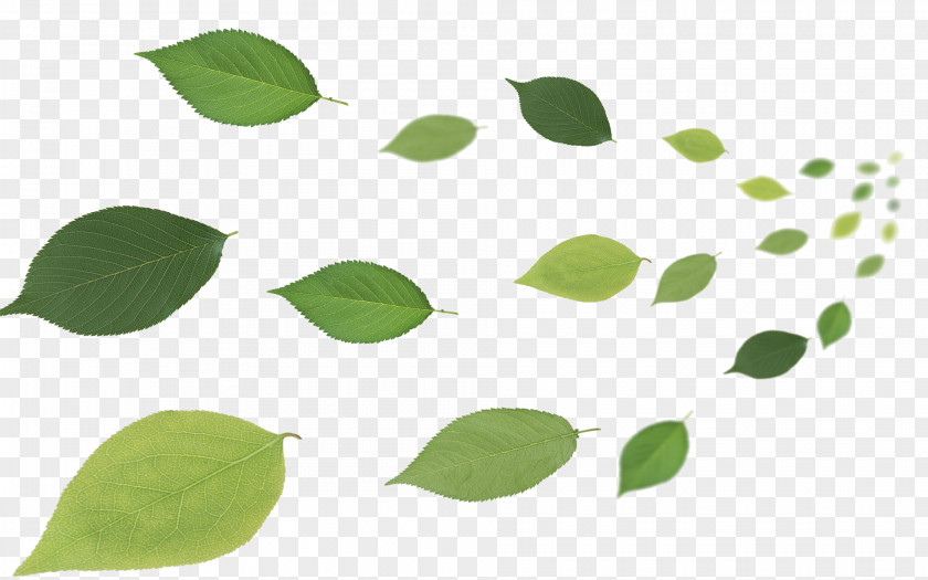 Flying Leaves Leaf Desktop Wallpaper PNG