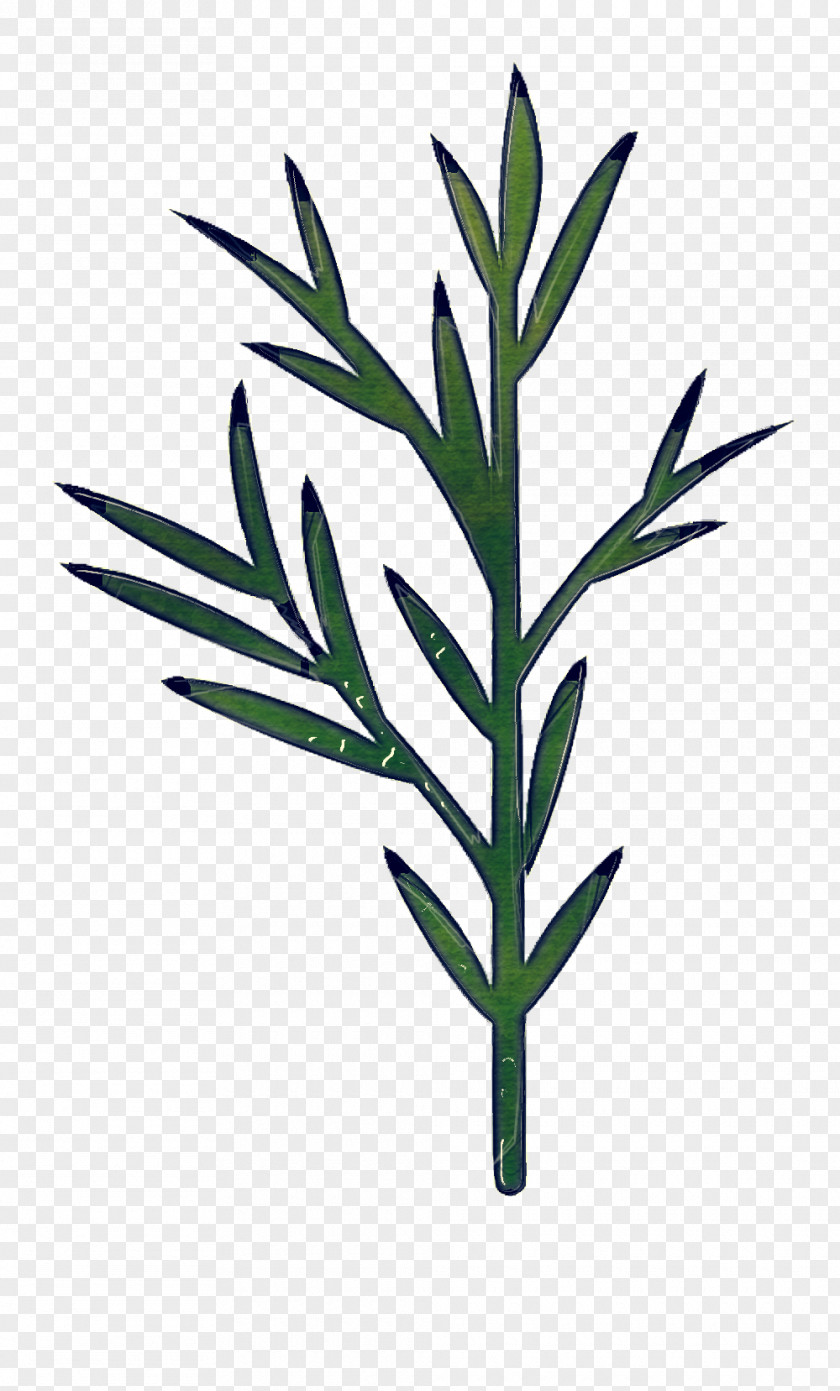Herb Plant Stem Rosemary PNG