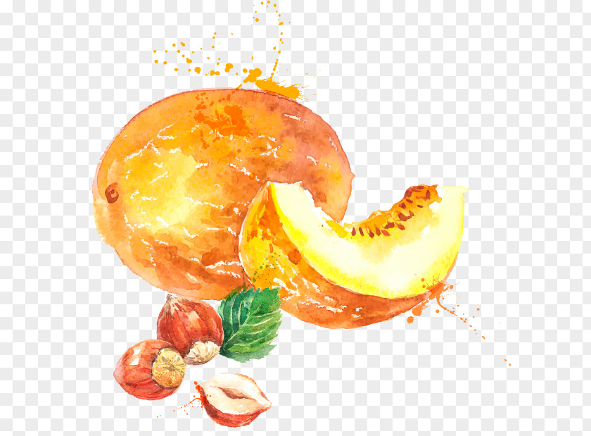 Melon Watercolor Painting Cantaloupe PNG