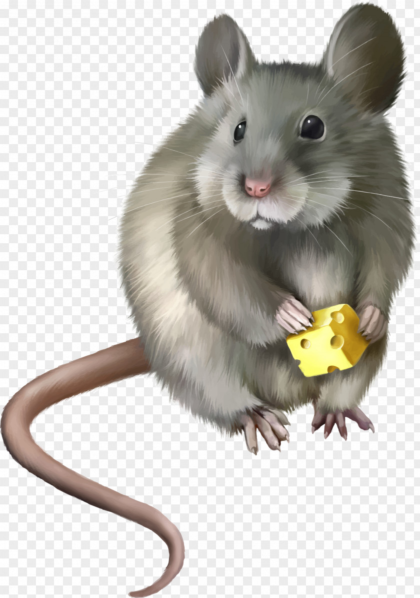 Mouse, Rat Image House Mouse Computer Clip Art PNG
