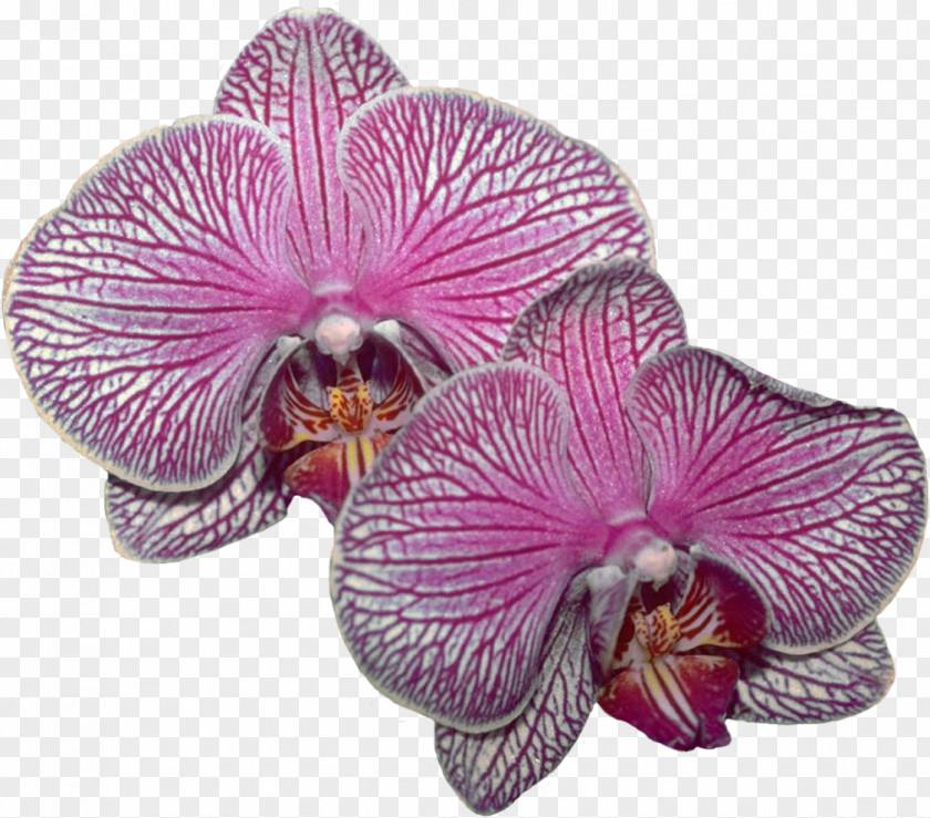 Orchids Lilac Purple Violet Magenta Moth PNG