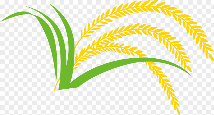Paddy,Rice,Rice,Hedao,Rice Rice Gadu Paddy Field PNG