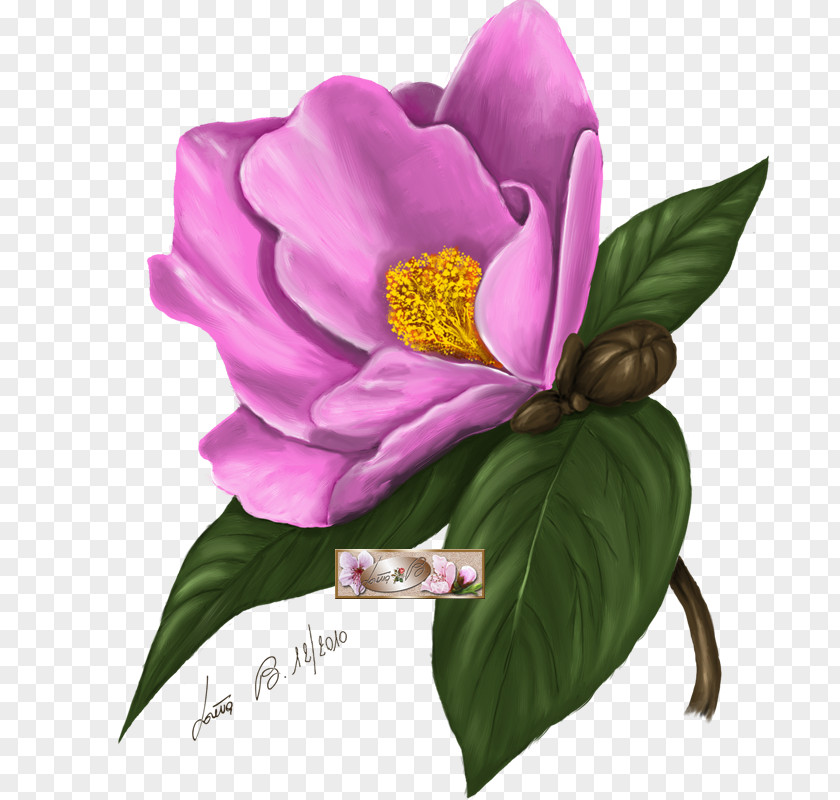 Painting Camellia Art Flower PNG