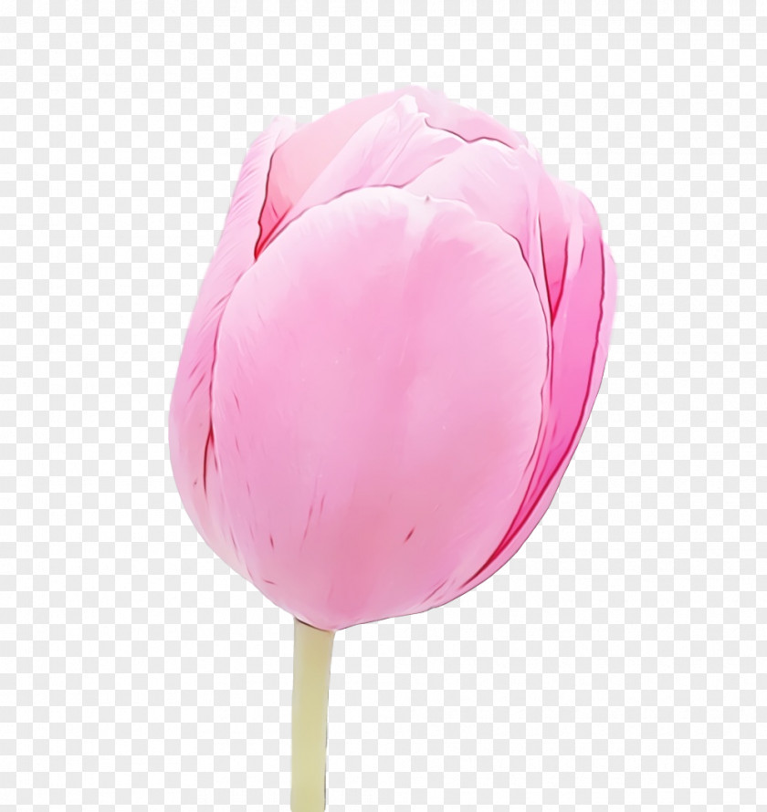 Pink Tulip Petal Flower Plant PNG