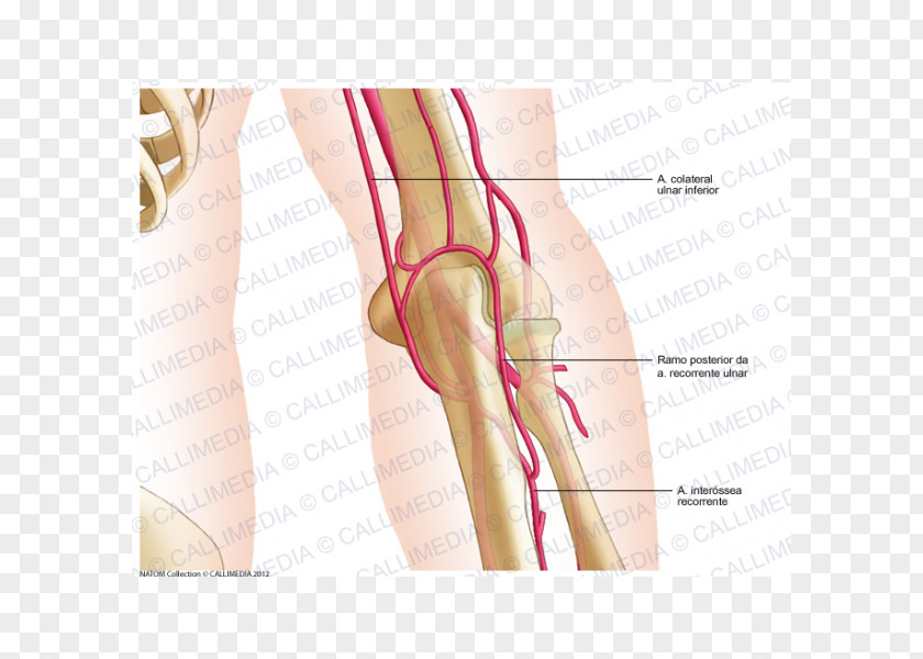 Posterior Communicating Artery Thumb Elbow Human Anatomy PNG
