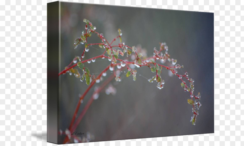 Dew Cherry Blossom Flower Twig Plant PNG