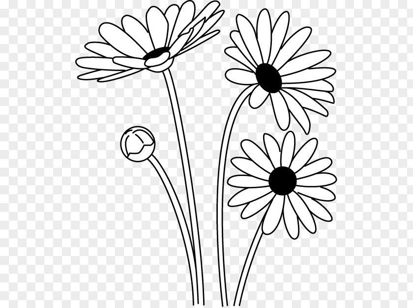Oxeye Daisy Black And White Argyranthemum Frutescens Clip Art PNG