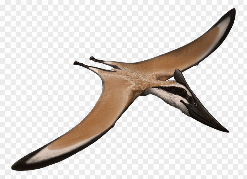 Pterosaurs Streamer Pteranodon Pterodactyloidea Nyctosauridae Aerotitan Alamodactylus PNG