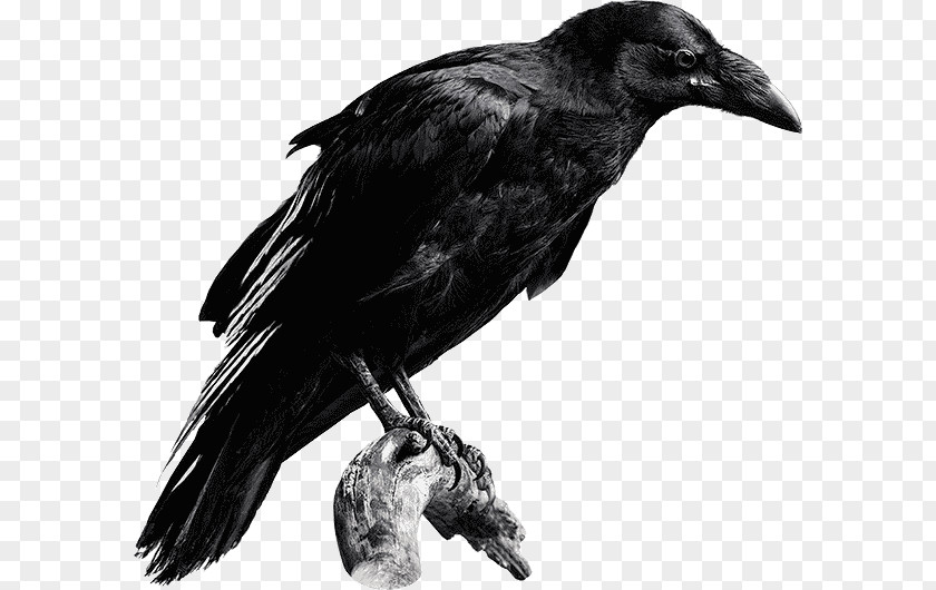 The Raven Common Baltimore Ravens Desktop Wallpaper High-definition Television PNG