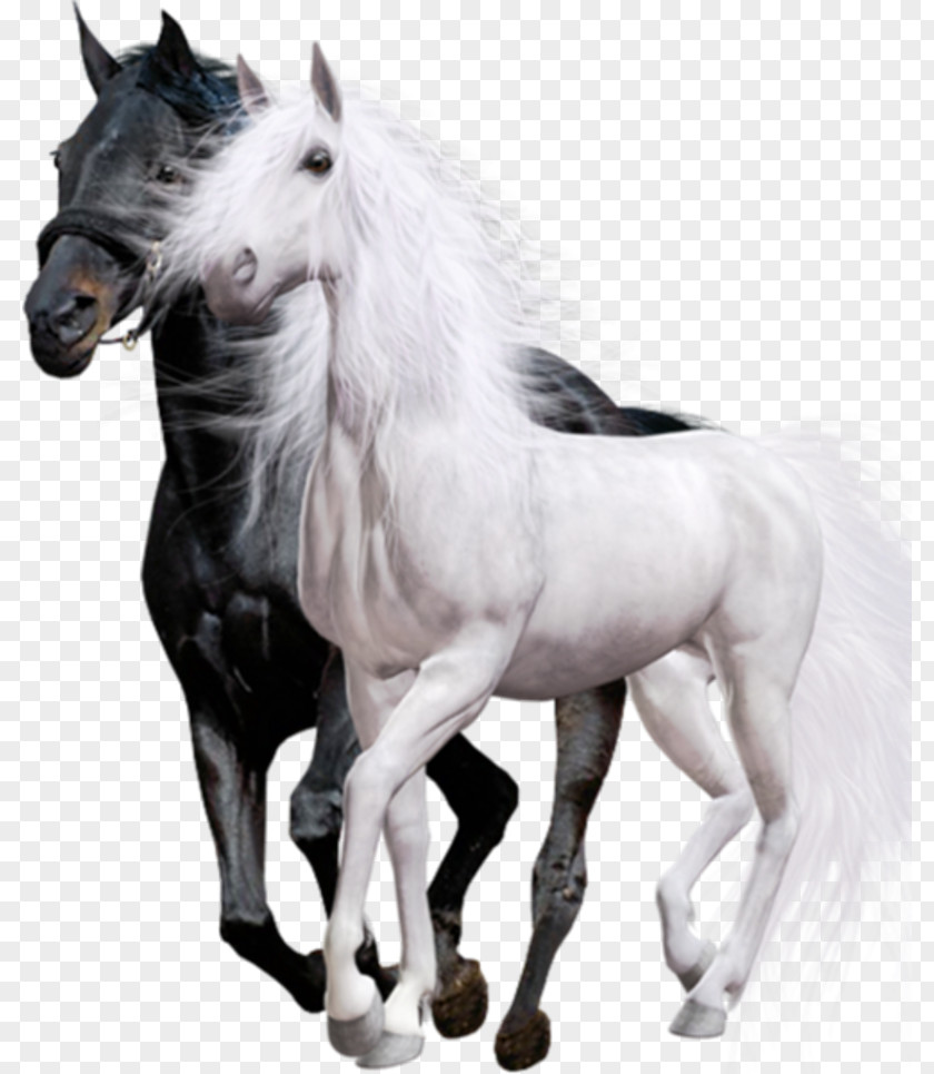 Arabian Horse Friesian Thoroughbred Black White PNG